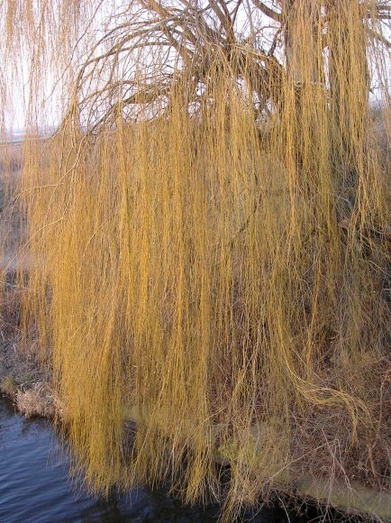 009 Smuteční vrba 29.12.2007