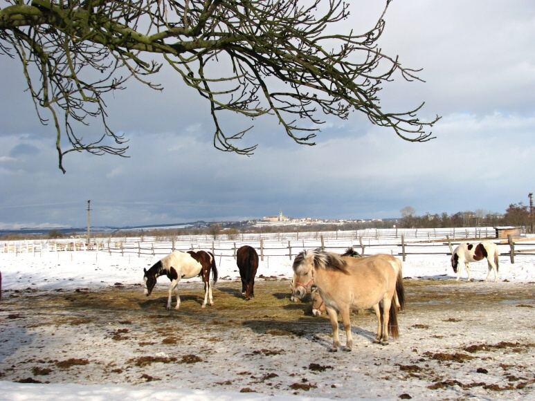 037 Zelčín 3.2.2010