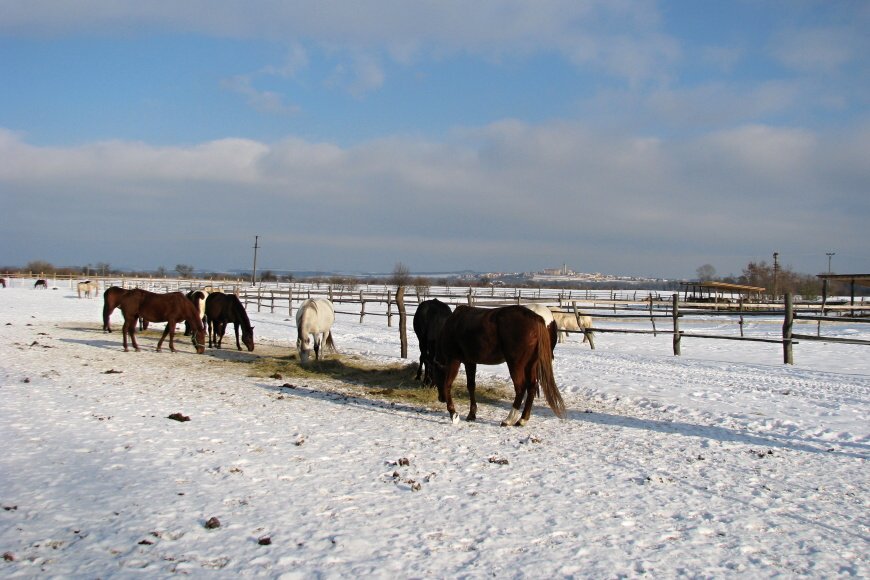038 Zelčín 28.12.2010