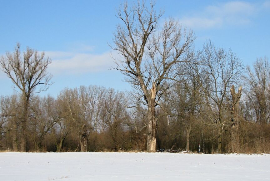 045 U teplovodu  před Zelčínem 28.12.2010