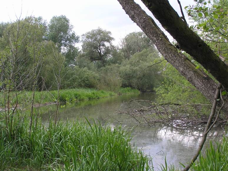 147 Chramostecká tůň od Zelčína,13.5.2007