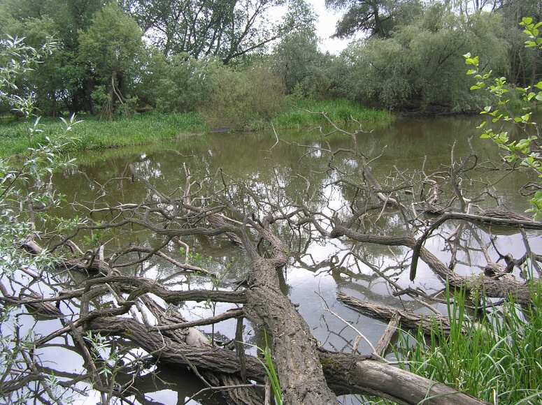 151 Chramostecká tůň od Zelčína,13.5.2007