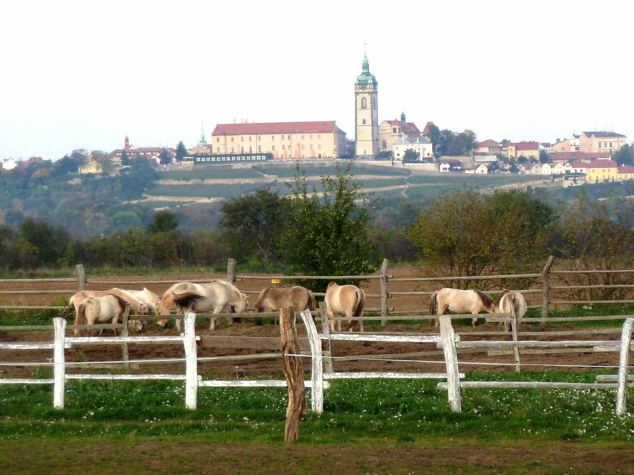 064 Pohled ze Zelčína k Mělníku (foto Miloslav Rohlíček) 9.10.2010
