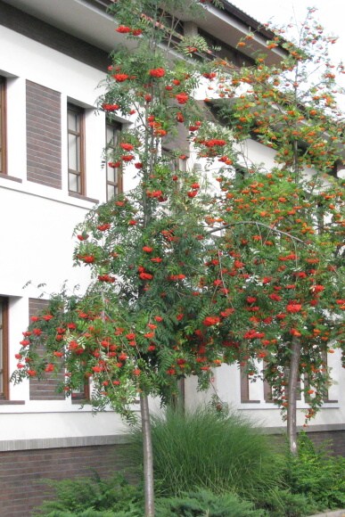 044 Jeřáb ptačí (Sorbus aucuparia L.)
