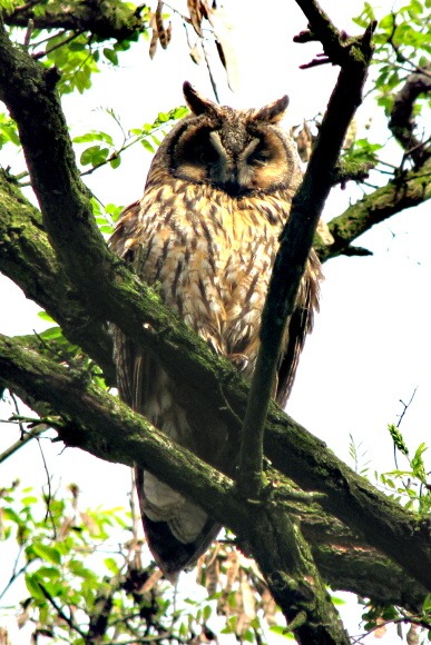 162 Kalouš ušatý (Asio otus) - dohlížející matka 14.5.2012